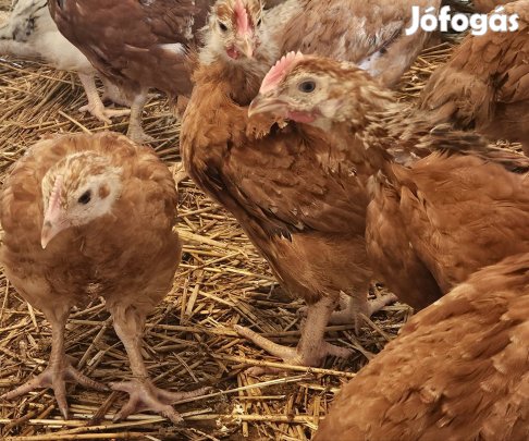 Rántani való kilós csirke