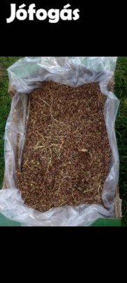 Rebarbara mag nagy mennyiségben olcsóbb!! 60 mag/cs