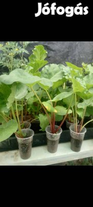 Rebarbara növény második éves