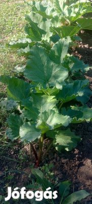 Rebarbara szabadgyökeresen nagyobbak