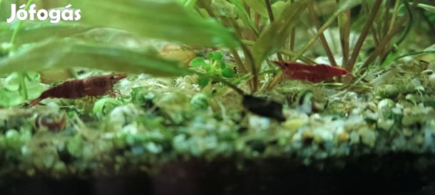 Red Cherry (vörös) garnéla!