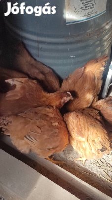 Red Master 12 hetes jércék eladók. 