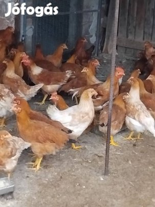 Red Master jércék Hamarosan tojnak