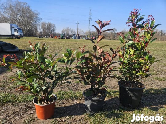 Red Robin korallberkenye Budapesten!