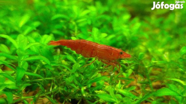 Red cherry garnéla / Neocaridina Heteropoda