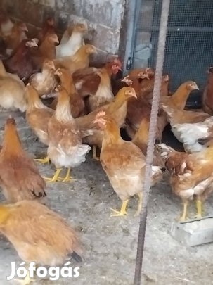 Red master jércék Hamarosan tojnak