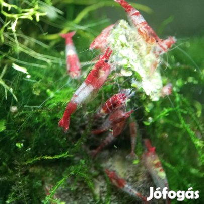 Red rili garnélák (Neocaridina davidi) 350 ft / db
