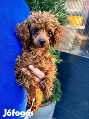 Red toy fajtiszta jellegű uszkár kislány