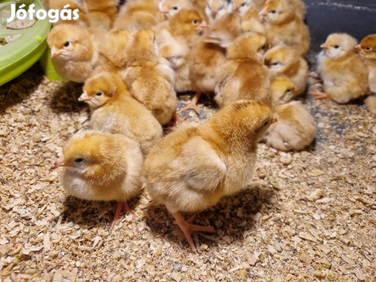 Redbró napos csibe csirke eladó Kocséron