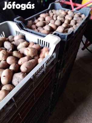 Redscarlett vetőburgonya 