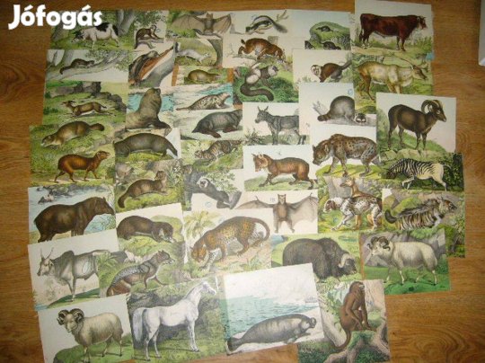 Régi, állatok, képek, térkép,