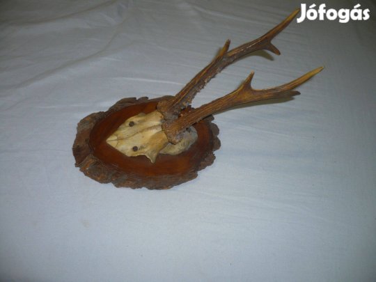Régi falidísz őz trófea fa talpon
