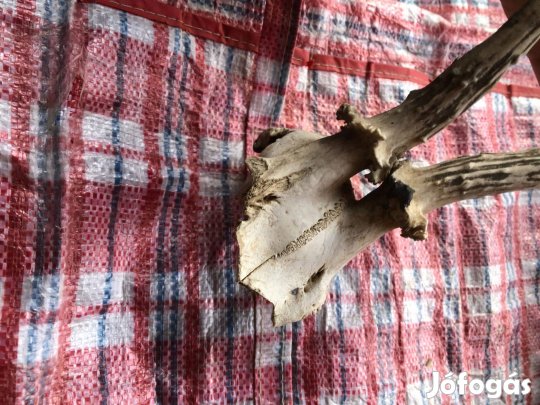 Régi őz agancs trófea 1800 ft/db:Lenti