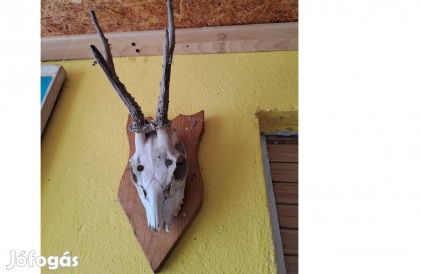 Régi őz trófea , agancs fa talpon eladó