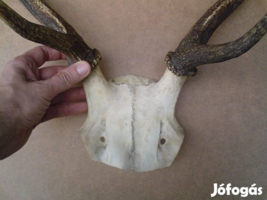 Régi szarvas agancs