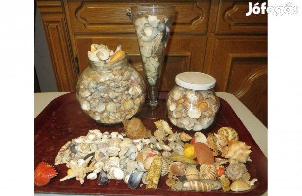 Régi tengeri csiga és kagylógyűjtemény 2430 gramm