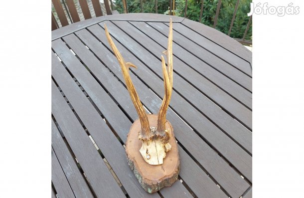 Régi trófea falapon