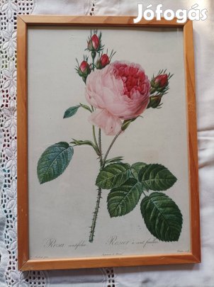 Régi virágos nyomat reprodukciója, keretben. mi