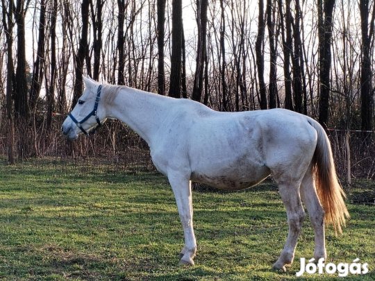 Remény nevű ló eladó