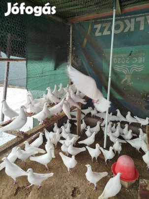 Rendezvenyre feher postagalambok 202151094