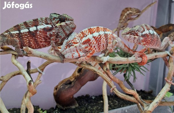 Rendkívüli ár előnnyel kaméleon Párduckaméleon hímek nagy választékban