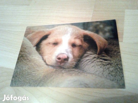 Retró állatképes képeslapok írhatóak gyűjteményből egyben 900,-Ft