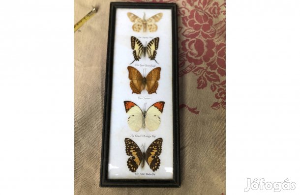 Retro falikép , lepke kép 1000 ftb