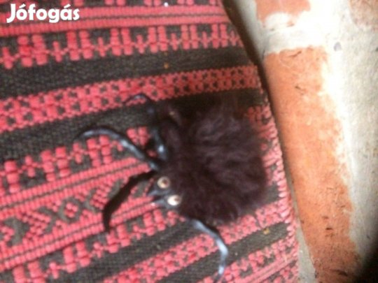 Retró játék óriáspók 1000 ft