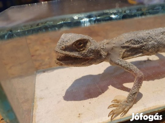 Retro szertárszőkevény támadó őshűllő gyík sokat látott üveg koporsóba