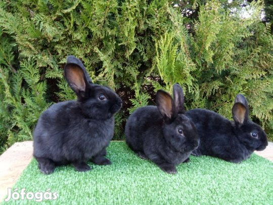 Rex nyúl nyulak nyuszi