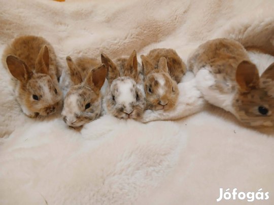 Rex nyúl nyuszi eladó