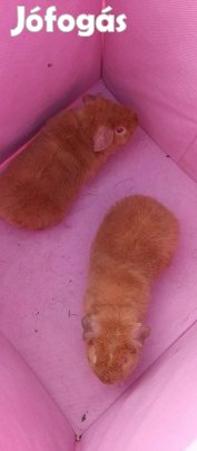 Rex tengerimalac eladó 