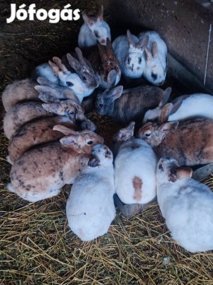 Rex törpe nyuszik !