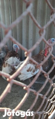 Réz pulyka kakasok repülnének