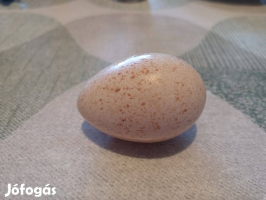 Réz pulyka tojás eladó
