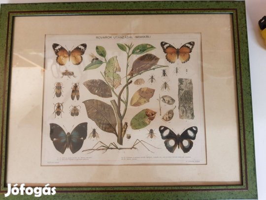 Rézkarc litográfia természetrajz könyvből