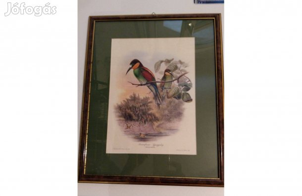 Rézkarc litográfia természetrajz könyvből madár gyurgalag