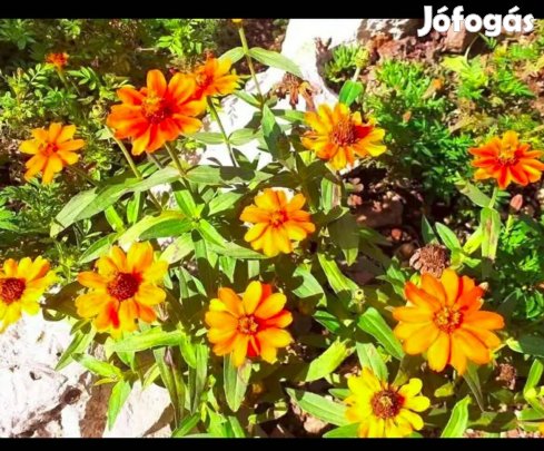 Rézvirág virágmag