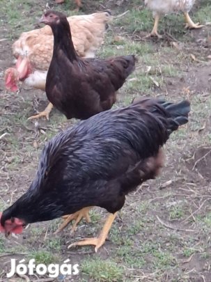 Rhode Island Red kakasok