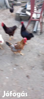 Rhode island kakasok!