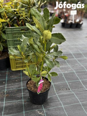 Rhododendron