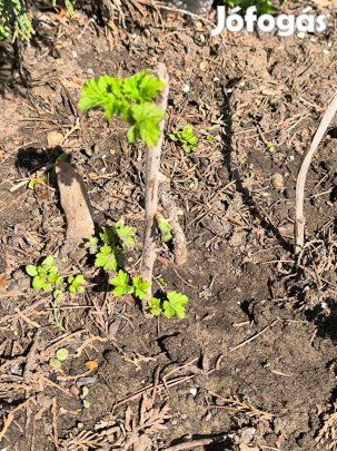 Ribizli tövet cserélnék más növényre