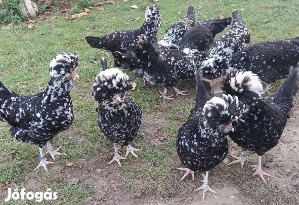 Ritka Francia fajta,Houdan baromfitól tojás eladó