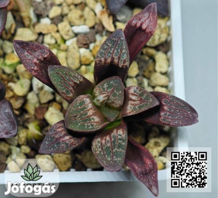 Ritka Haworthia egészséges, gyökeres növények szállítás egész Euró