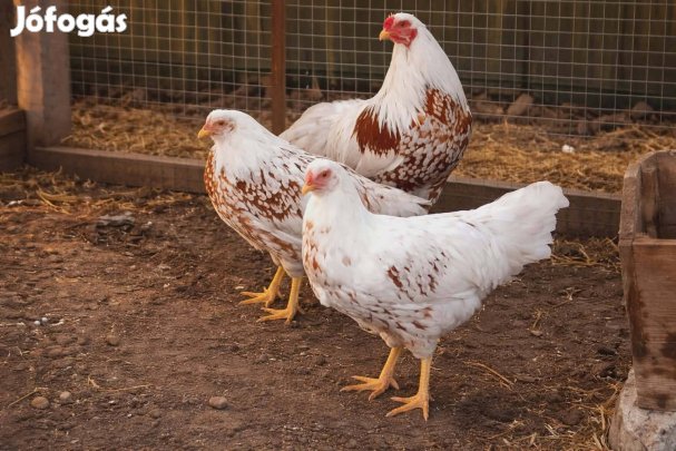 Ritka díszbaromfi (Yokohama) tojások eladók.