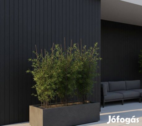 Ritka fekete szárú bambusz (Phyllostachys nigra) Kertészeti darab