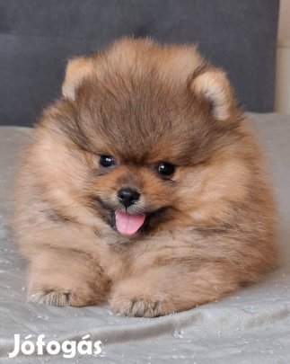 Ritka szép pomerániai törpespitz törzskönyvezett pomi
