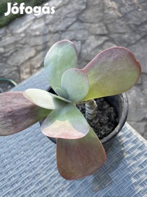 Ritkaság Pozsgás évelő