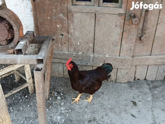 Road islandi kakasok és mix kakasok eladóak !