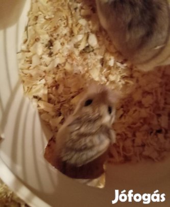 Roborovszki hörik eladok! 